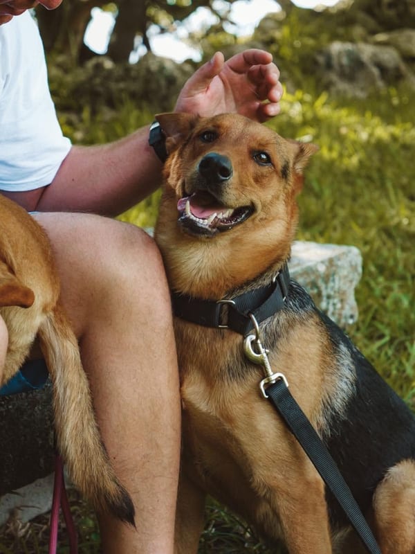 Happy dog ready for a walk