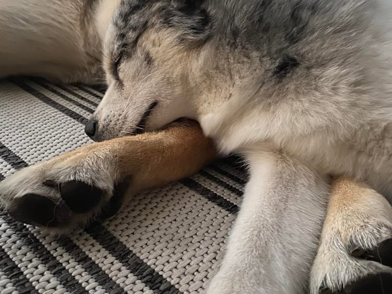 Dog Sitting